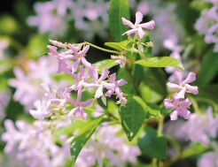 Trachelospermum jasminoides PINK SHOWERS® Jaśmin C2/20-30cm *K13