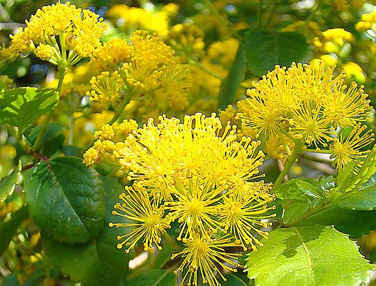 Azara dentata C2/20-30cm *K8