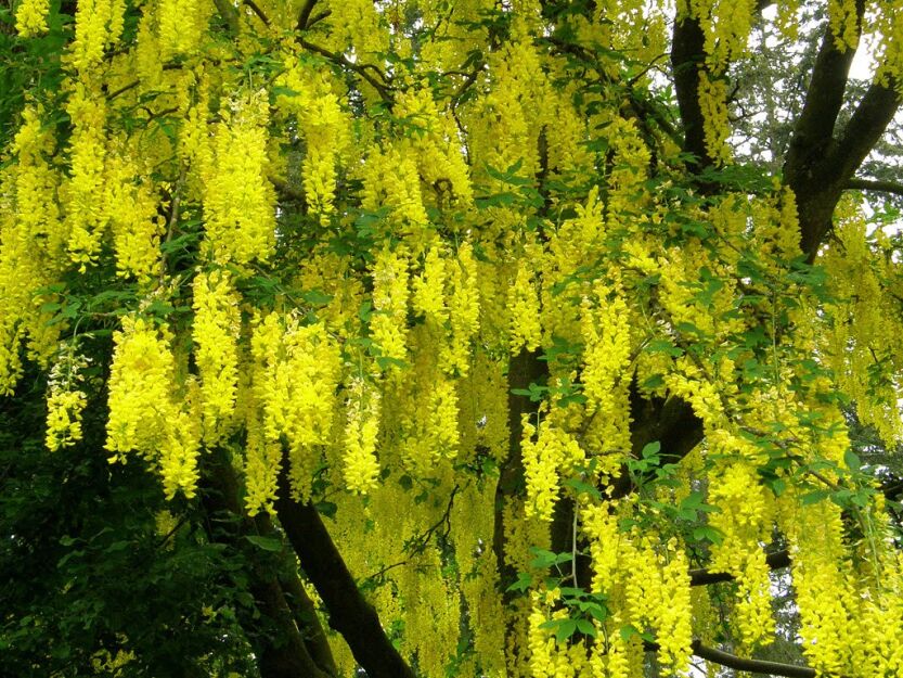 Złotokap alpejski Laburnum alpinum - 5szt.nasion