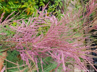 Tamaryszek rozgałęziony RUBRA Tamarix ramosissima C5/80-100cm *T44