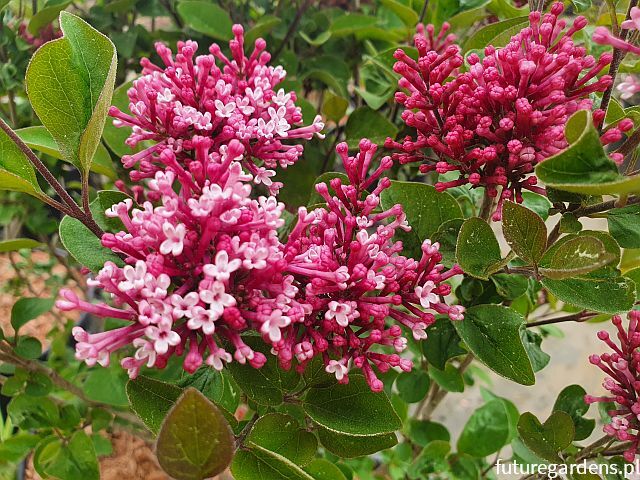 Lilak Juliana GEORGE EASTMAN Syringa juliana C2/40cm *K19