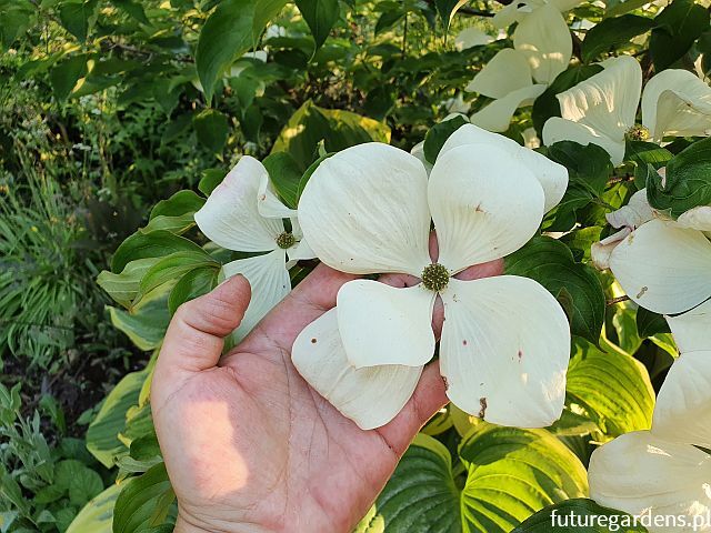 Dereń VULCAN® Cornus kousa /C3 *K13