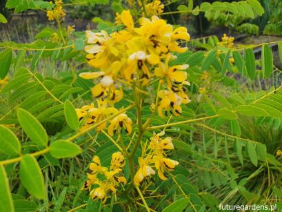 Senna hebecarpa Cassia hebecarpa