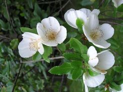 Eucryphia lucida GILT EDGE C5/60cm *K8