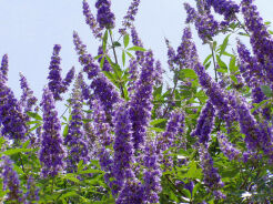 Niepokalanek korzenny DELTA BLUES Vitex agnus-castus C5/30cm *T1