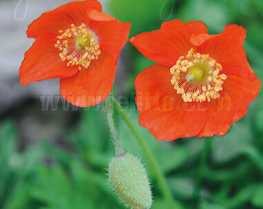 Mekonops kambryjski FRANCES PERRY 'Rubra' Meconopsis cambrica - 5szt. nasion