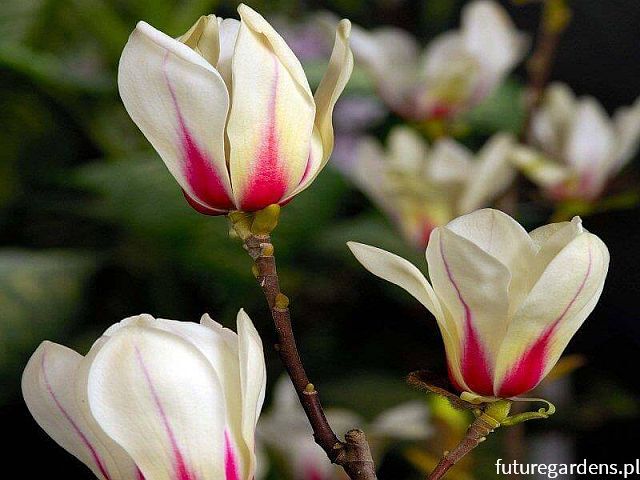 Magnolia concinna SUNRISE C7,5/60-80cm *T45