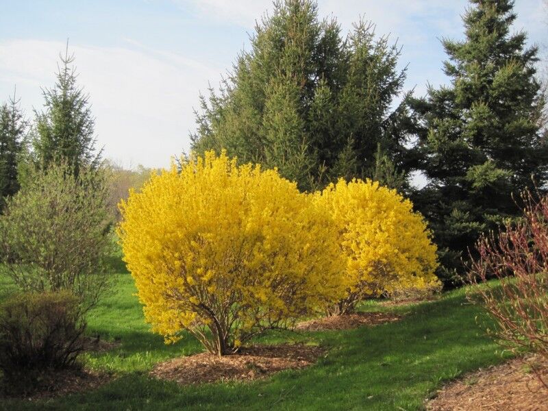 Forsycja pośrednia Forsythia intermedia /C3