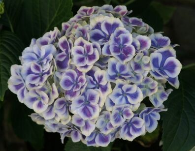 Hortensja ogrodowa BICOLOR 'Bavaria' Hydrangea macrophylla