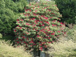 Różanecznik drzewiasty RED JACK Różanecznikowe drzewo Rhododendron arboreum C5/30-40cm *K14