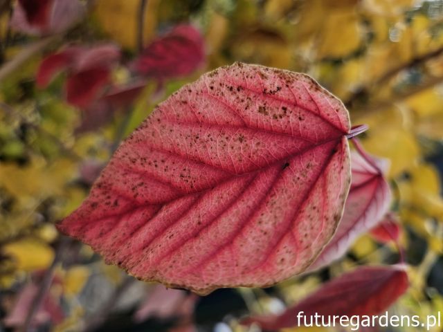 Kalina brzozolistna WILSON'S FORM Viburnum betulifolium C3(C7,5)/60-80cm *K20