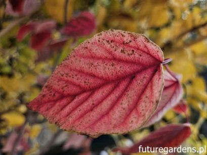 Kalina brzozolistna WILSON'S FORM Viburnum betulifolium C3/60-80cm *K20