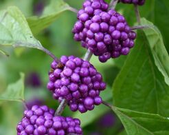 Pięknotka karłowa ISSAI Callicarpa dichotoma - 30szt. nasion