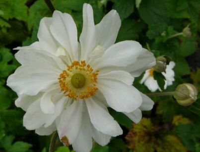 Zawilec japoński HONORINE JOBERT Anemone japonica /C2,5