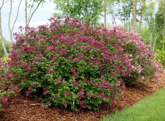 Lilak BLOOMERANG® Dark Purple Syringa C3/30-40cm *K17