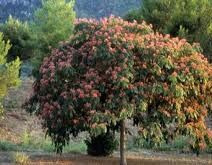 Albicja jedwabista (czysty gatunek) Albizia julibrissin C5/30-50cm *P26