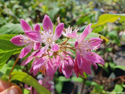 Żylistek mieszańcowy STRAWBERRY FIELDS Deutzia hybrida C3/40cm *K17