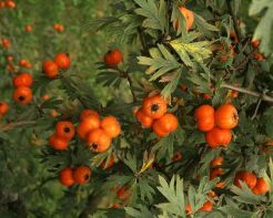 Głóg wrotyczowy KONYA Crataegus tanacetifolia C5/40-50cm *K11