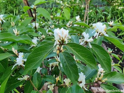 Wiciokrzew Maacka  Suchodrzew  Lonicera maackii - nasiona 10szt