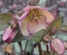 Ciemiernik iburgski Frostkiss® 'Glenda's Gloss' Helleborus x iburgensis /C2