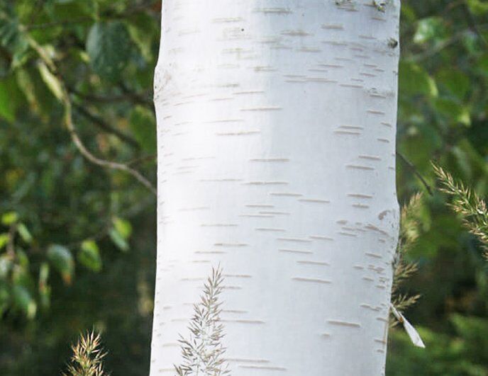  Brzoza pożyteczna WHITE NESS Betula utilis C3/80-100cm