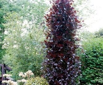 Buk pospolity DAWYCK PURPLE Fagus sylvatica C5/1-1,2m