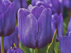 Tulipan TRIUMPH BLUE 5 SZT.