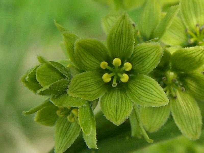 Ciemiężyca zielona Veratrum lobelianum /C5