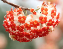 Edgewortia papierodajna RED DRAGON Edgeworthia chryzantha C5/60-80cm