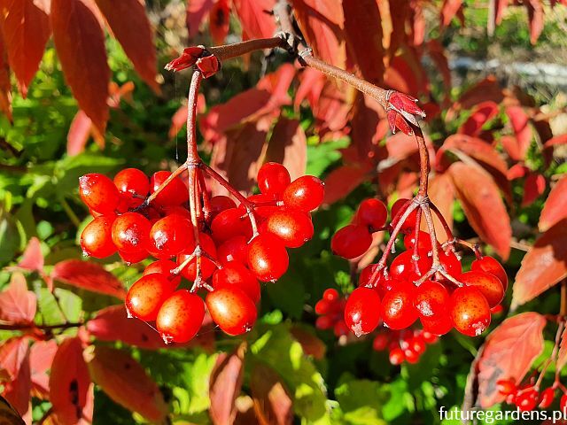 Kalina herbaciana AURANTIACUM Viburnum setigerum ~ nasiona 10szt.