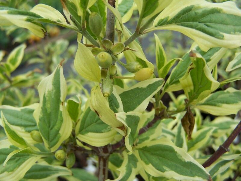 Dereń jadalny VARIEGATA Cornus mas /C3