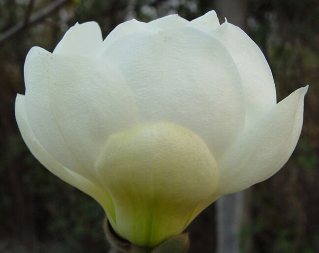 Magnolia denudata JADE LAMP syn.White Tulip C7,5/60cm *TL