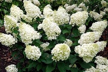 Hortensja bukietowa SILVER DOLLAR® Hydrangea paniculata /C7,5 *K17