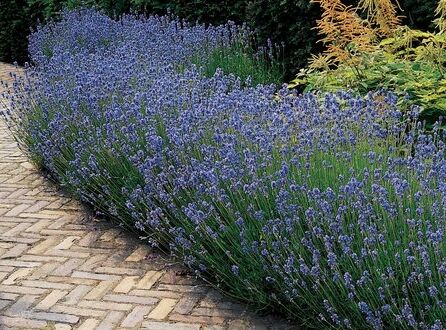 Lawenda wąskolistna MUNSTEAD Lavandula angustifolia /C5