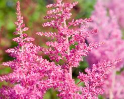 Tawułka Arendsa RHEINLAND Astilbe x arendsii /P15