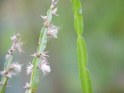 Baccharis genistelloides in.Carqueja C3/30cm *K13