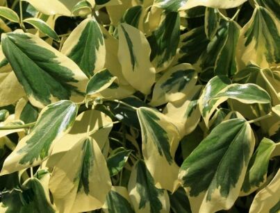 Bluszcz kolchidzki DENTATA VARIEGATA  Hedera colchica C1-C2/80cm