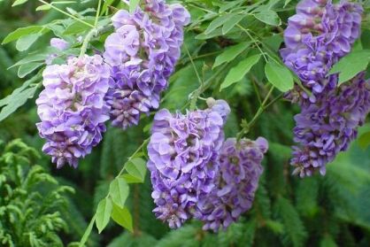 Wisteria frutescens LONGWOOD PURPLE Glicynia amerykańska C2/60cm *K13