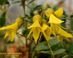 ﻿Sophora macrocarpa C2/80-100cm *G