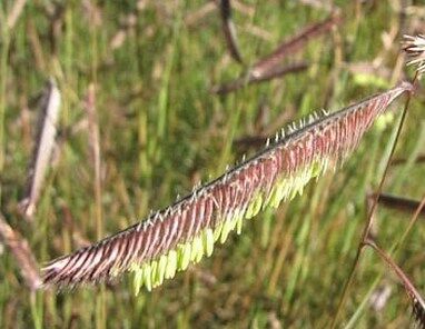 Butelua smukła Bouteloua gracilis /P9 *K5