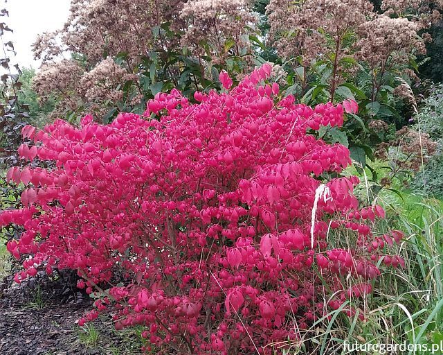 Trzmielina oskrzydlona COMPACTUS na PNIU Euonymus Allatus C3/Pa30-40(60)cm *K17