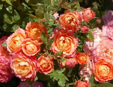 Róża R' BRIOSA 'Barbrio'®  Rose R' Briosa /C2