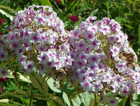 Płomyk wiechowaty VARIEGATA Floks Phlox paniculata /P11