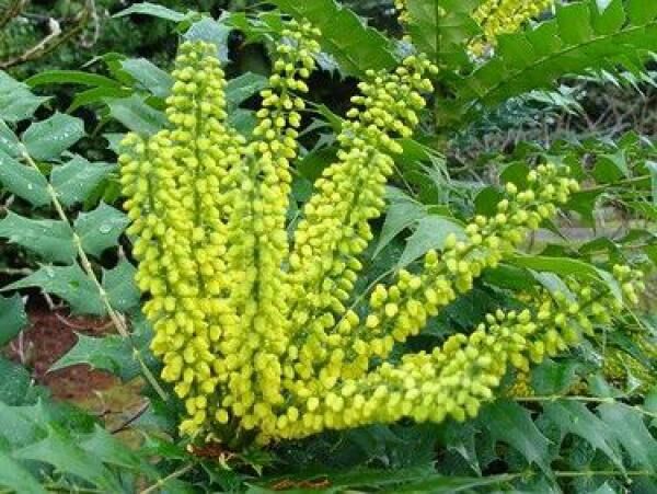 Mahonia pośrednia WINTER SUN Mahonia x media C3/30-40cm *T45