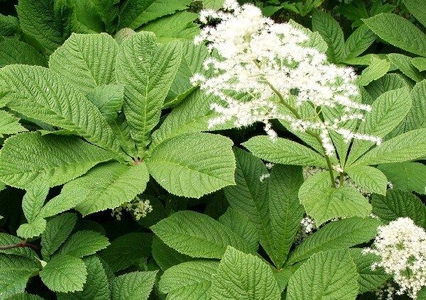 Rodgersja kasztanowcolistna Rodgersia aesculifolia /P13