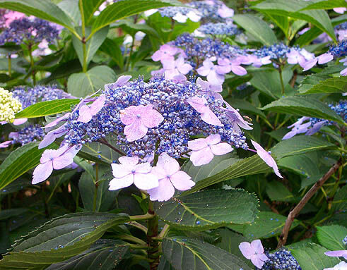 Hortensja piłkowana BLUE BIRD Hydrangea serrata C2/30cm *T38