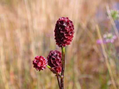 Krwiściąg lekarski Sanguisorba officinalis - 10szt. nasion ekologicznych