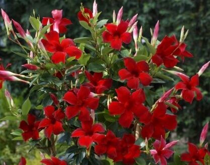 Sundaville CZERWONA Mandevilla Dipladenia /C2 *G4