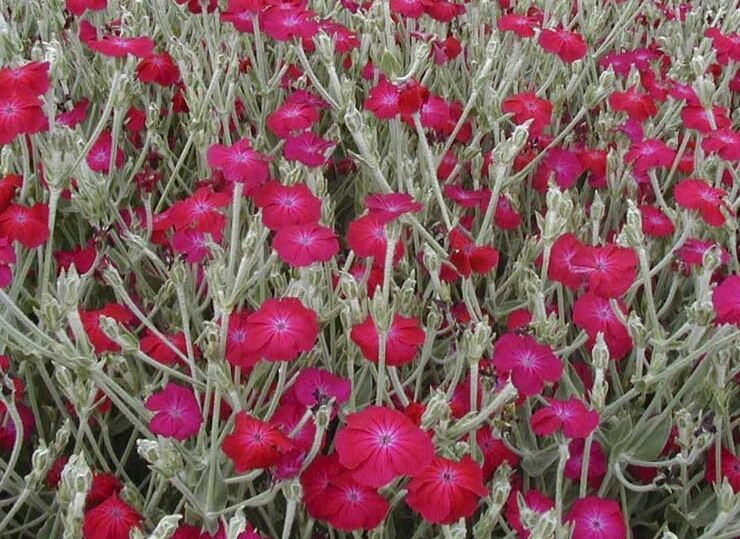 Firletka wieńcowa RUBRA Lychnis coronaria /C2 *K7