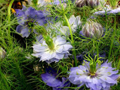 Czarnuszka damasceńska - nasiona 2 g Nigella sativa